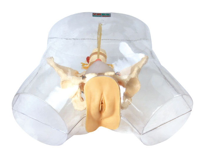 Transparante Verzorgingsmannequin, het Vrouwelijke Urethrale Medische Model van de Catheteriserensimulator